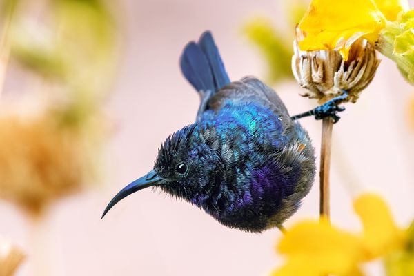 blue magic thumbnail