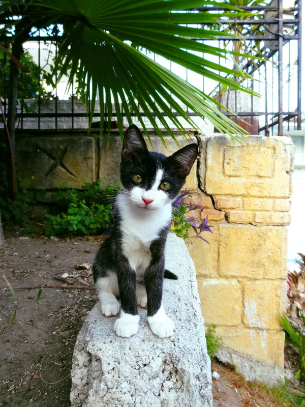 Black-and-white kitten sitting thumbnail