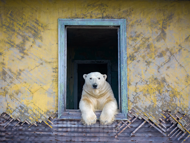 A polar bear looks out of a window frame on a deserted Russian island.