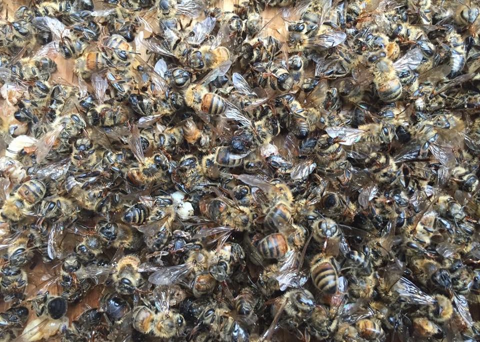 Dead Bees 2