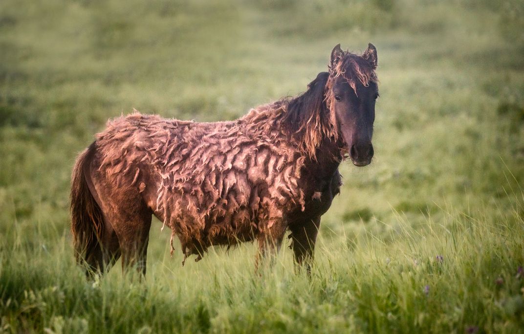 Shaggy Colt Smithsonian Photo Contest Smithsonian Magazine