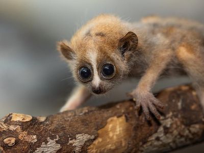 20240417-817A9651-07RP-pygmy-slow-loris-teaser.jpg