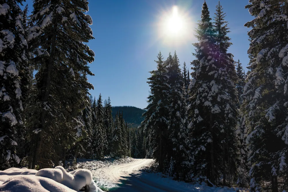 a snow covered logging road in a forest