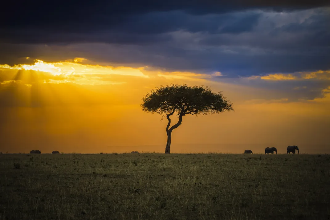 9 - Sunlight pierces the clouds to illuminate an acacia tree and a family of elephants.