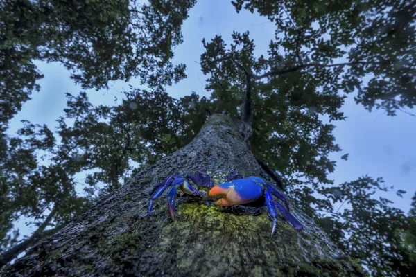 The Forest Climber thumbnail