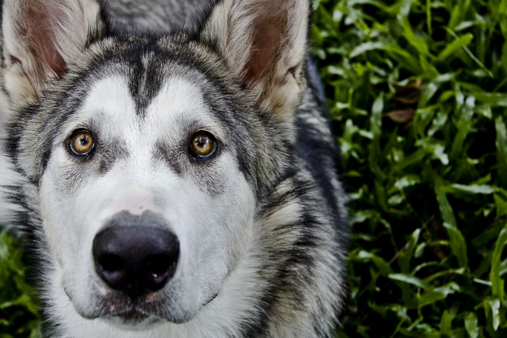 01_24_2014_alaskan malamute.jpg