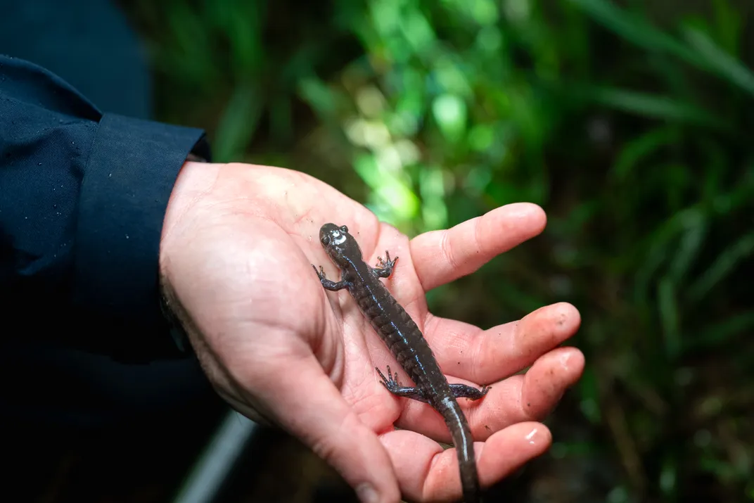 a brown salamander in a hand