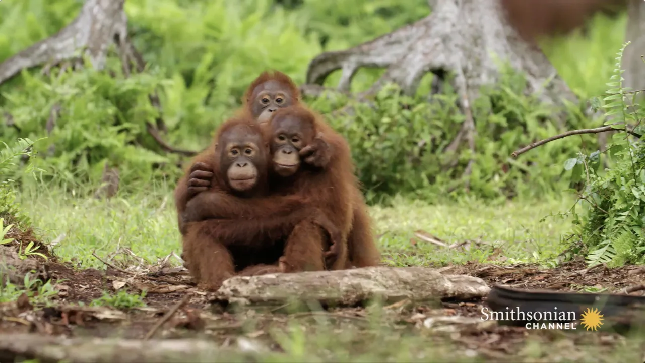 Preview thumbnail for Orangutans Need to Learn to Fear Snakes