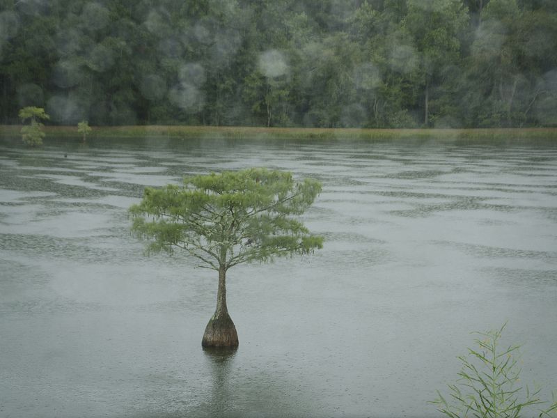 Rain in the swamp Smithsonian Photo Contest Smithsonian Magazine