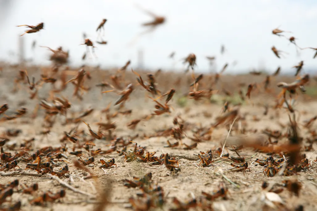 A close-up, hovering just a few inches above the ground, of dozens of locusts sitting in the dirt or flying in the air. The landscape is dry and dusty, with hardly any vegetation other than dead grass or dirt.