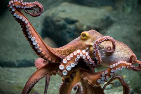 A viral video shows an octopus (not pictured) lashing out at an Australian tourist in shallow water.


