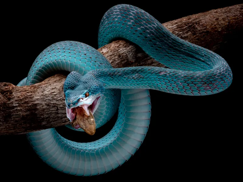 Blue Insularis 1 | Smithsonian Photo Contest | Smithsonian Magazine