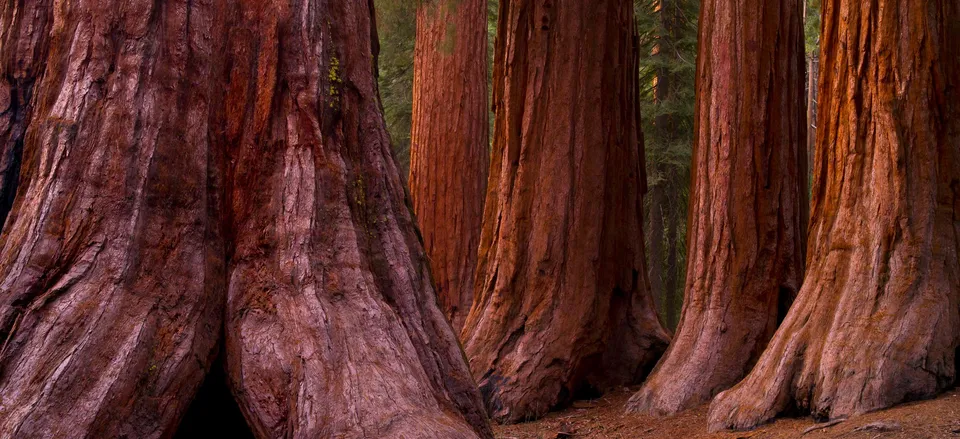  Trunks of Giant Sequoia 