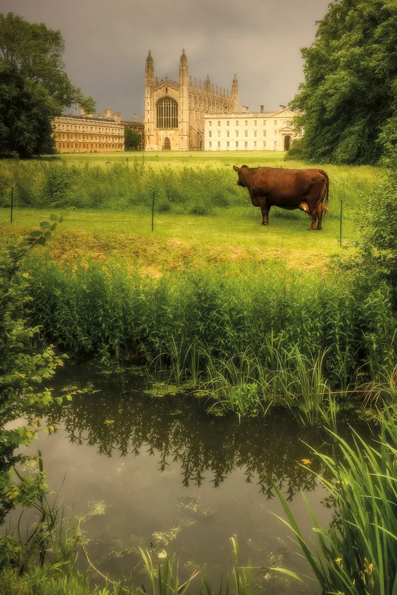 A cow in front of a Cambridge building