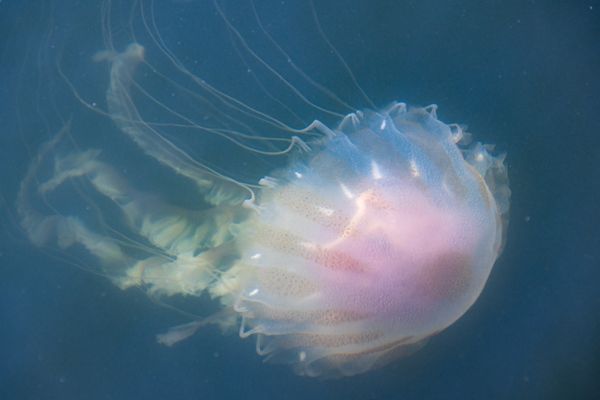 Jellyfish in Cape Cod thumbnail