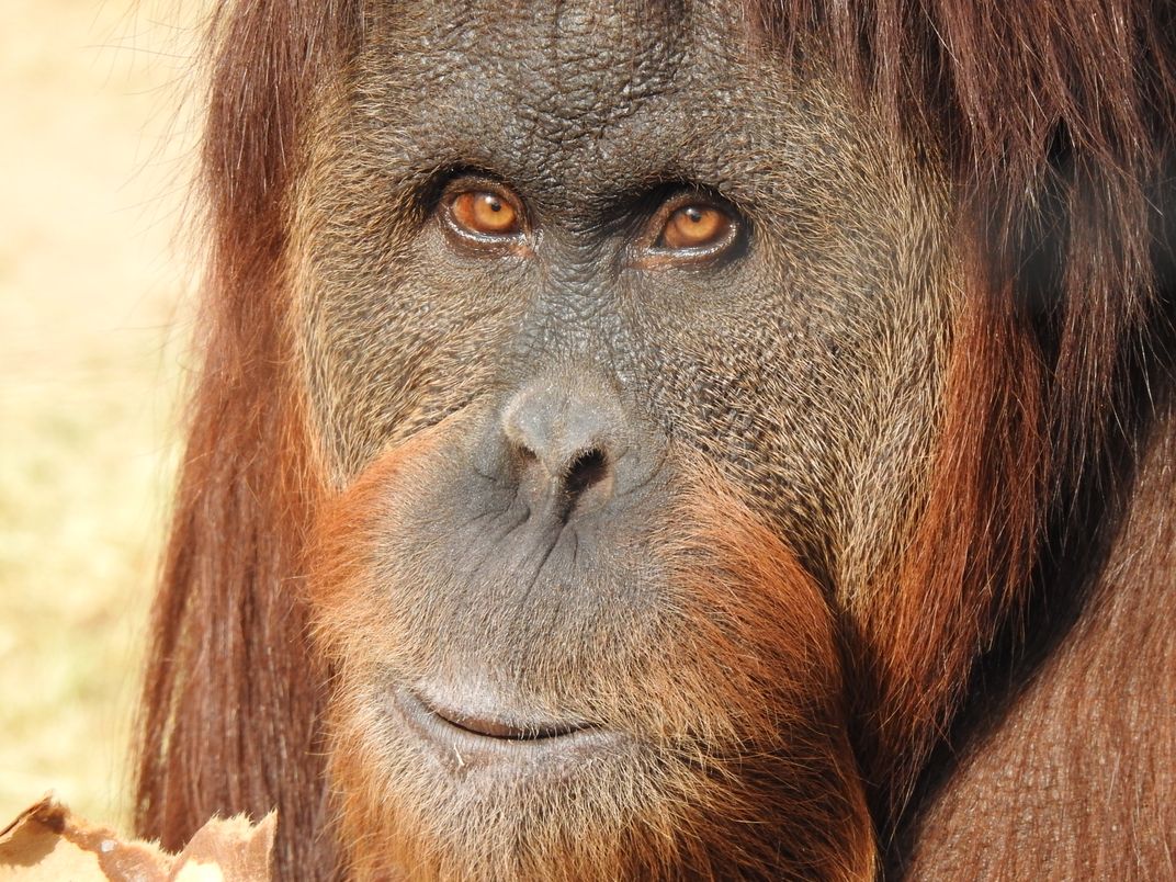  Eye  contact with orangutan  Smithsonian Photo Contest 