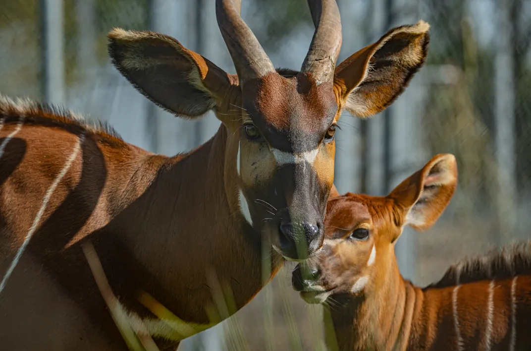 an adult and baby mountain bongo in a zoo