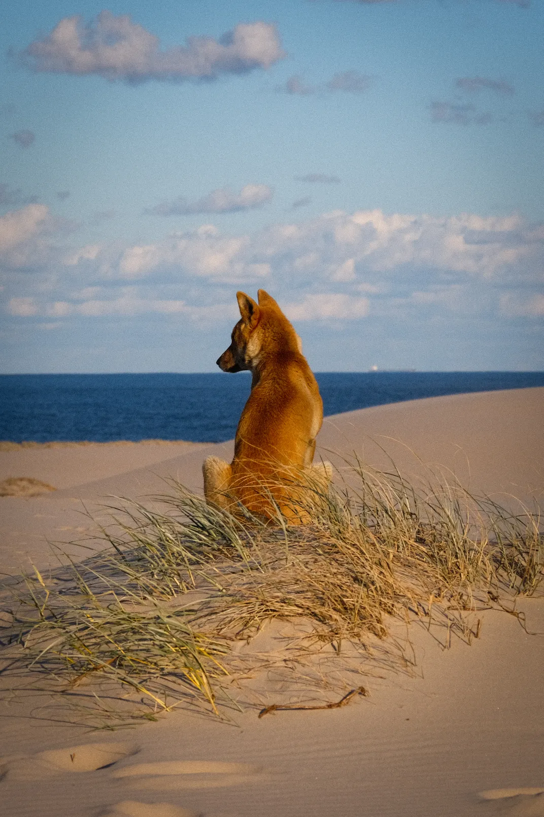 A dingo