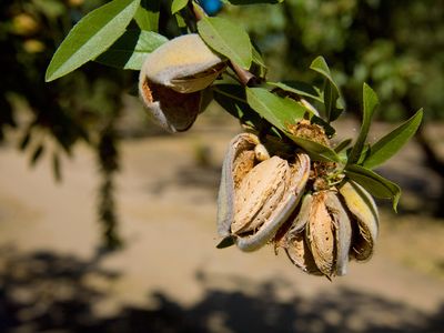 Almonds on a tree, ready for harvest in California
