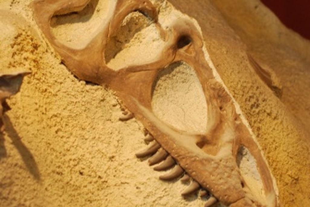 20110520083152allosaurus-skull-cast.jpg