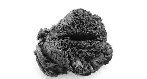 The ancient brain, preserved by flame