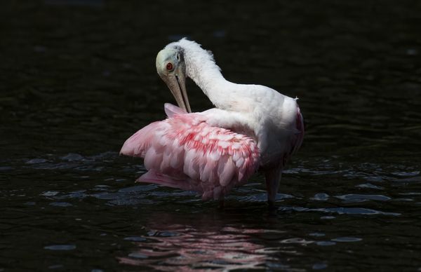 Bath time with a Roseate Spoonbill thumbnail