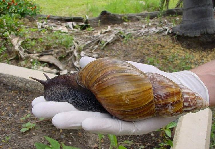 A giant snail on a gloved hand outside