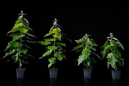 Living Carbon&#39;s modified trees on the left next to unmodified trees on the right.