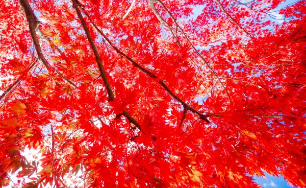 Acer Palmatum thumbnail