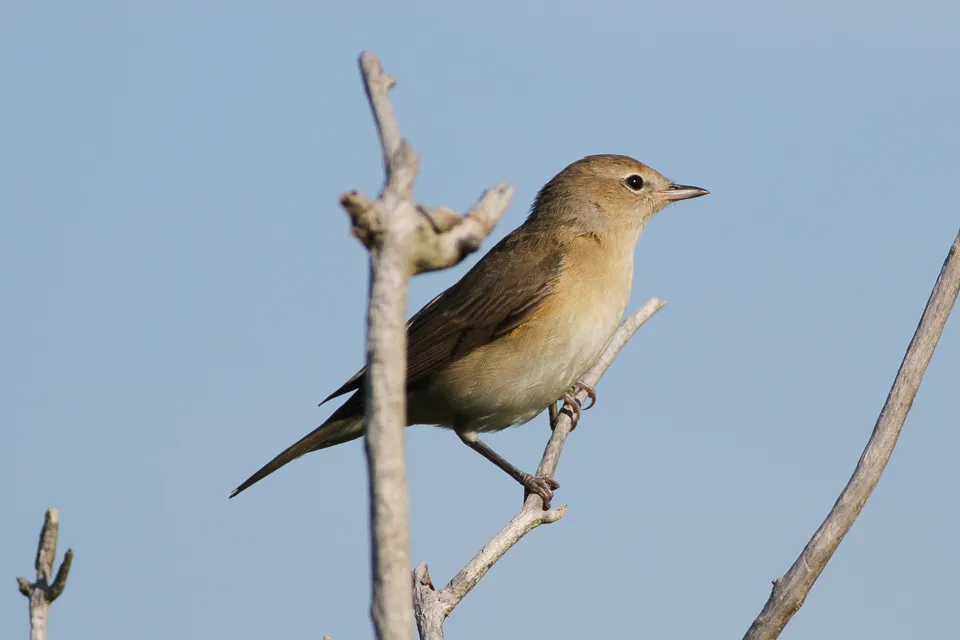 An image of a garden warbler standing on a branch