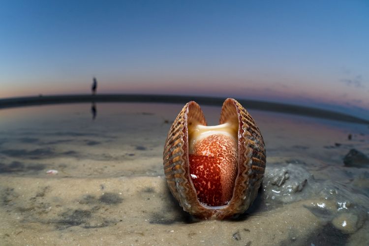 OPENER - A giant Atlantic cockle lies open on the beach in Fort Myers, Florida, while a beachcomber searches for shells in the background.