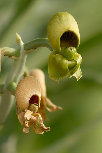 Catasetum orchids