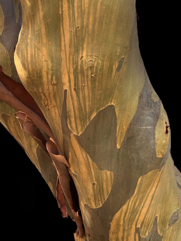 Madrona Tree Bark thumbnail