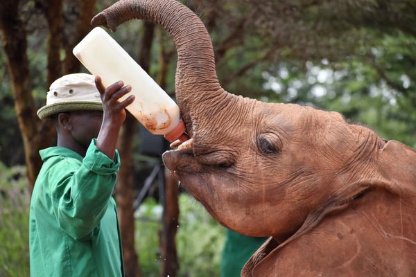 An orphaned baby elephant is fed by its handler at the David Sheldrake Elephant Orphanage in Nairobi, Kenya