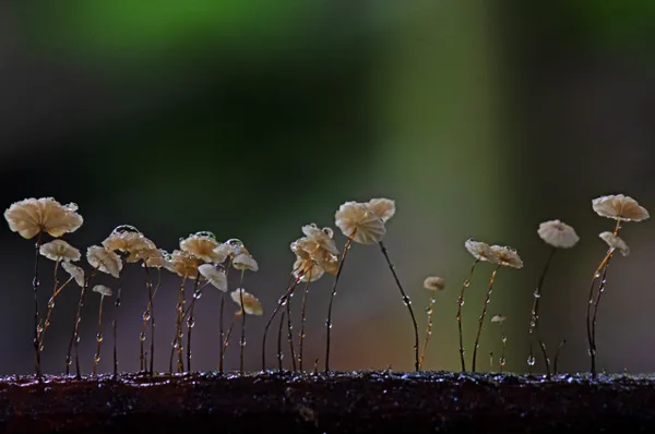 WATER DROPS ON THE TINY MUSHROOMS thumbnail