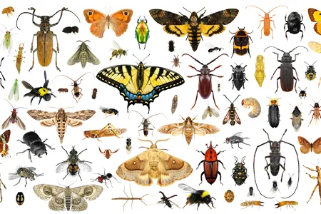 Researchers came up with the new count by studying insect biodiversity in a conservation area in Costa Rica.