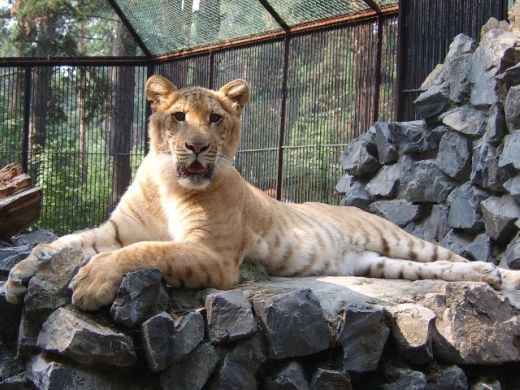 liger vs grizzly bear