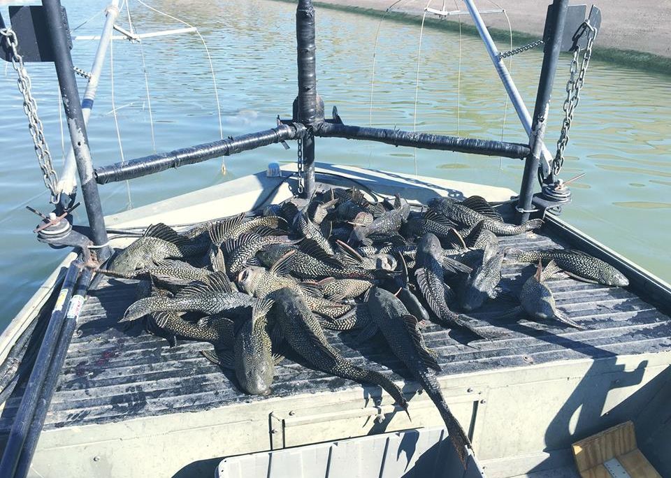 armored suckermouth catfish.jpg
