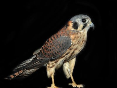 “Kestrels are renowned raptor aerialists,” writes Traer Scott in the book’s introduction. “A kestrel is a type of falcon that is able to hover in midair. This feat is achieved by beating its wings back and forth extremely fast, much like a tiny hummingbird.” This image was taken at Horizon Wings.


