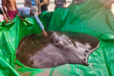 The record-breaking stingray was caught by a local fisherman.