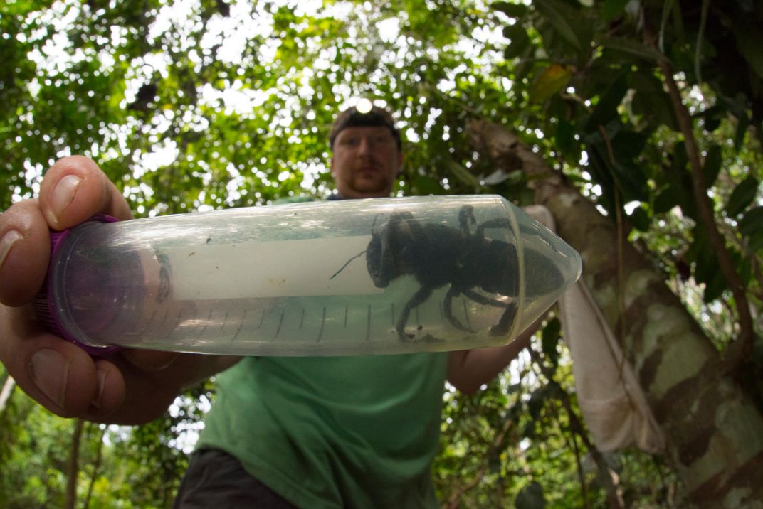 World’s Largest Bee Spotted for the First Time in Decades