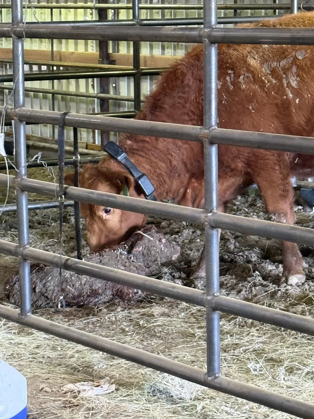 Cow with calf