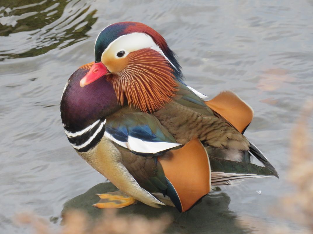 Stunningly colorful Mandarin Duck | Smithsonian Photo Contest ...