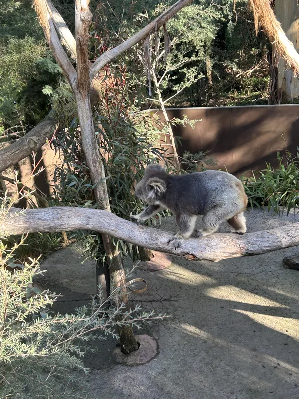 A Koala Stroll thumbnail