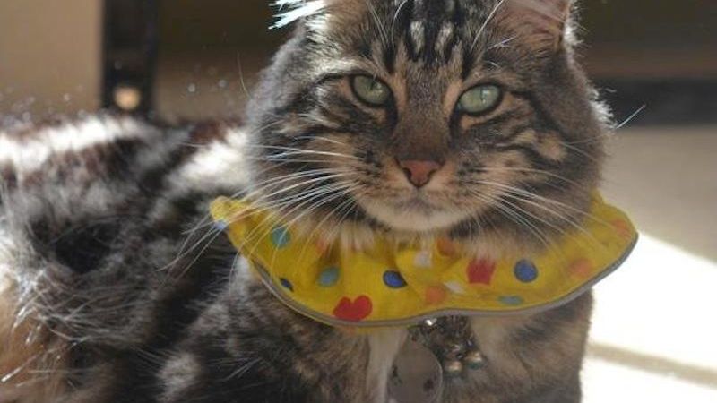 Best cat collars to stop bird catching best sale