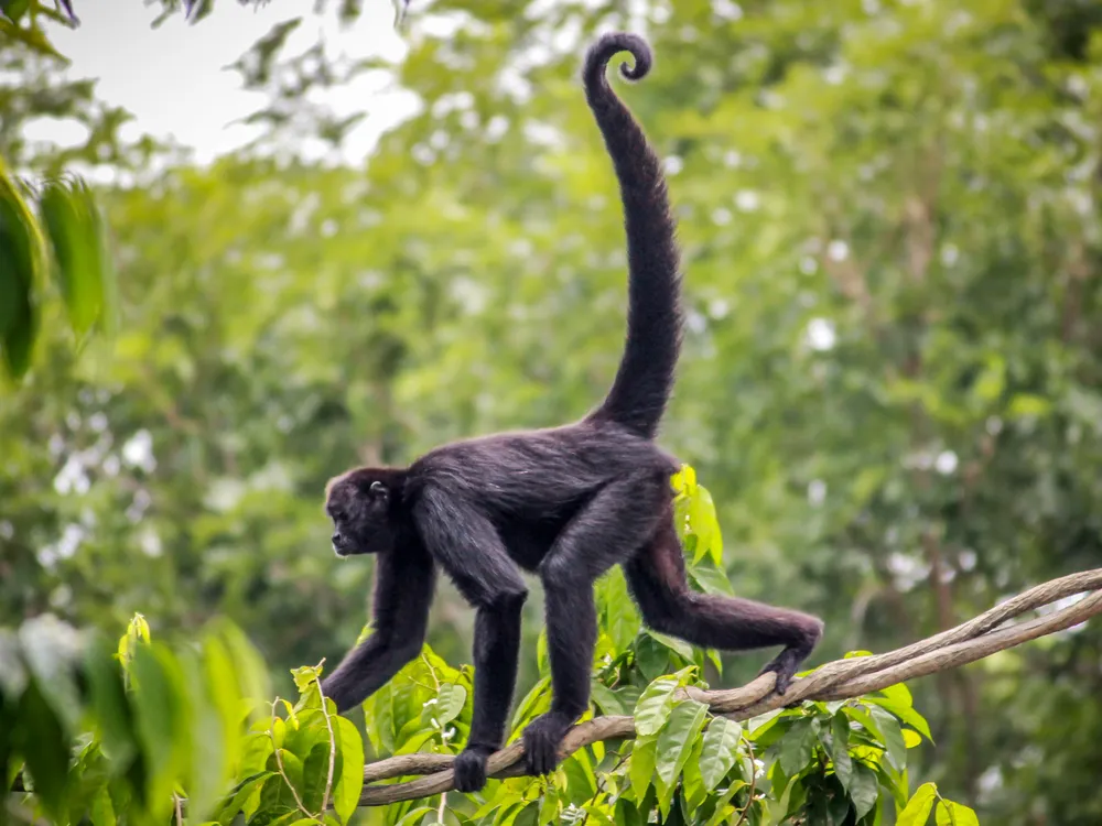 A black spider monkey walks across and branch against a green backdrop