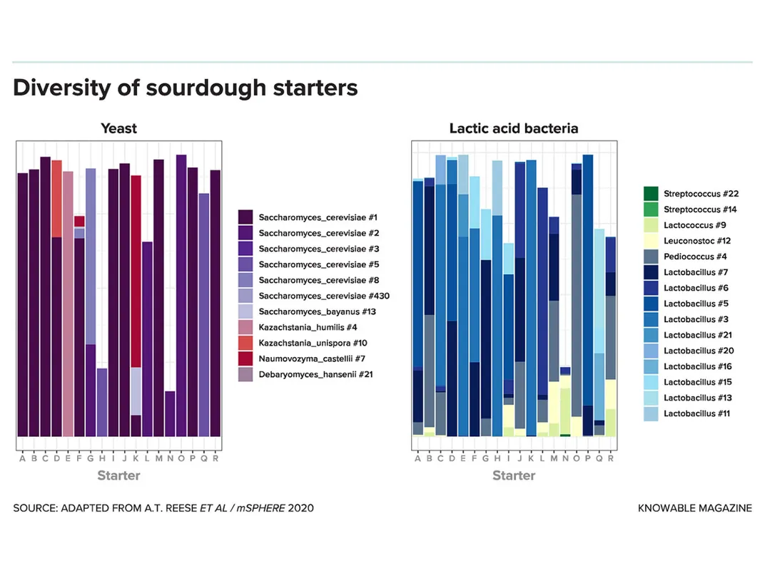 Diversity of sourdough starters