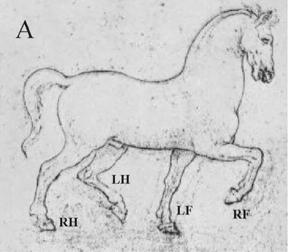 In this drawing, even Leonardo da Vinci draws the sequence of a horse’s gait in an unrealistic manner.