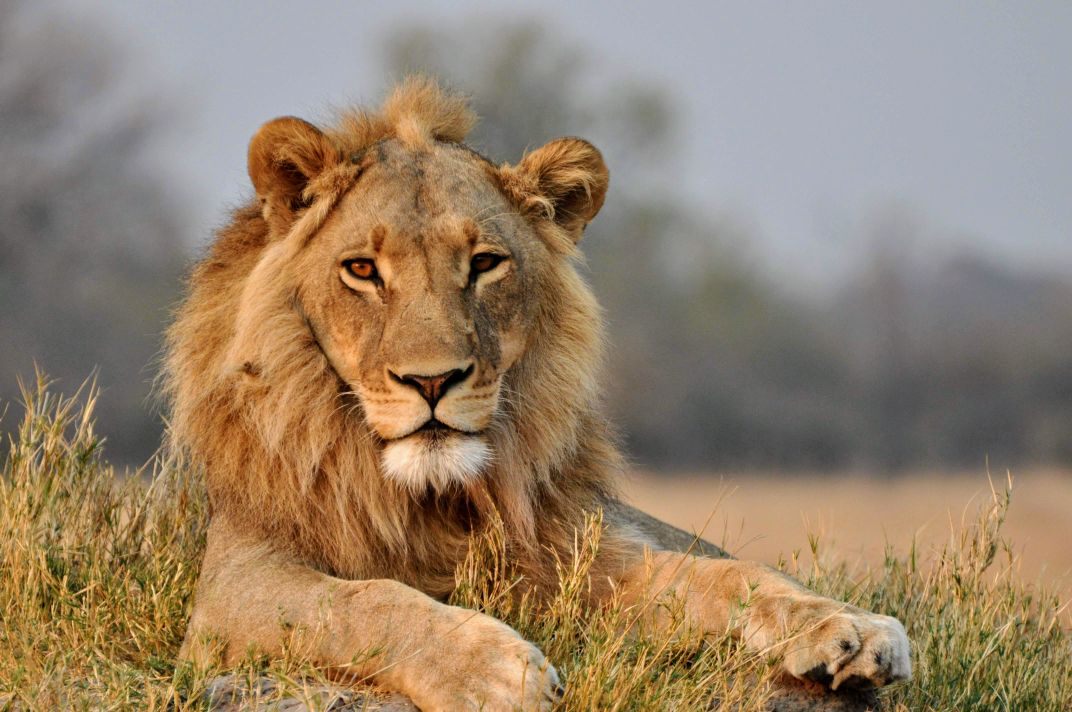 lion world travel botswana experience