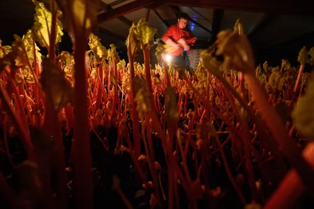 Farmer Robert Tomlinson harvests forced rhubarb by candlelight on his farm in Pudsey, near Leeds in northern England, in January 2022.&nbsp;